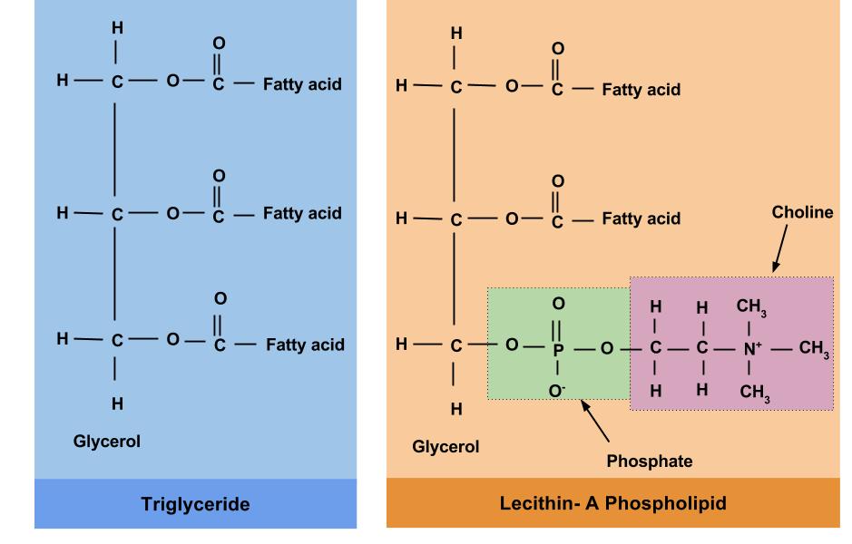 Phospholipids And Sterols Principles Of Human Nutrition