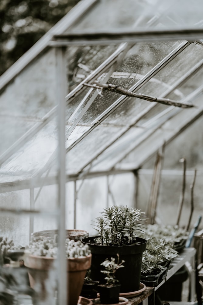 Greenhouse houses many different plants that are different heights in pots.