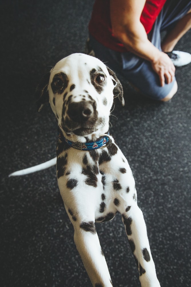 Dalmation puppy near man sitting on the floor.