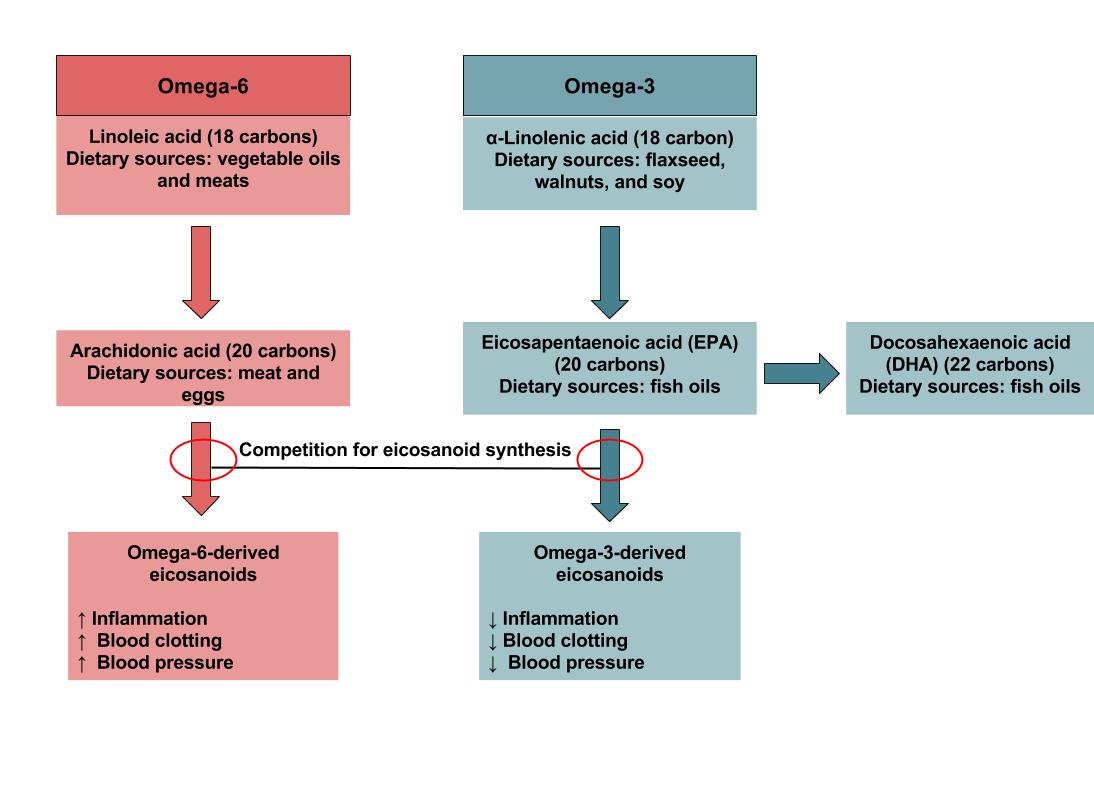 7.4 Essential Fatty Acids Principles of Human Nutrition