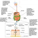 7.6 Digestion And Absorption Of Lipids – Principles Of Human Nutrition