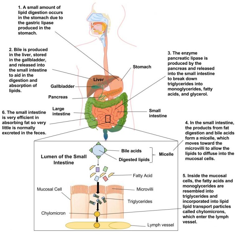 7 6 Digestion And Absorption Of Lipids – Principles Of Human Nutrition