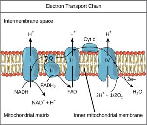 proteins in the electron transport chain