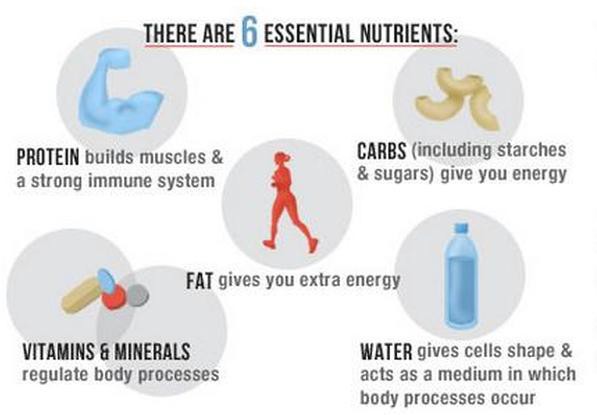 6 Essential Nutrients: What They Are and Why You Need Them