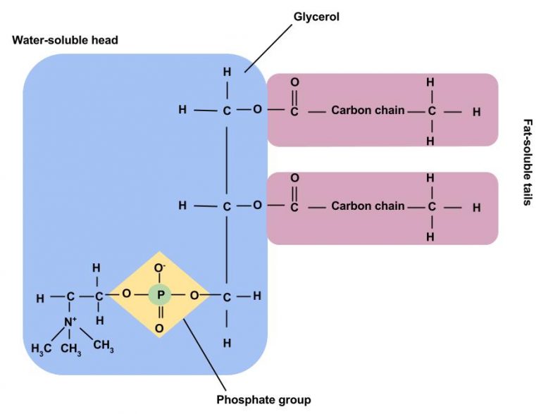 7.5 Phospholipids and Sterols – Principles of Human Nutrition