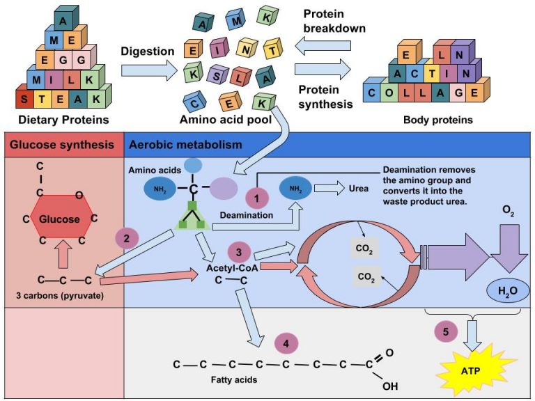 6.4 Protein’s Functions in the Body – Principles of Human Nutrition