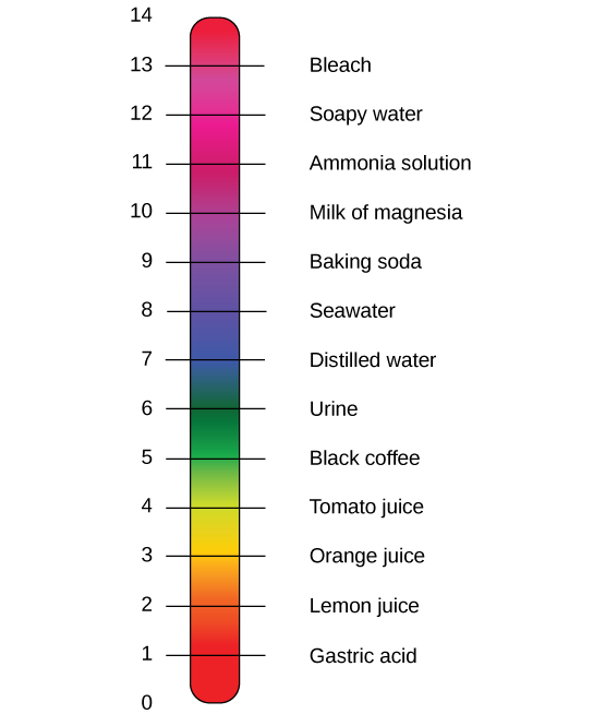 The pH scale with representative substances and their pHs. Examples: pH 13, bleach. pH 9, milk of magnesia. pH 7, distilled water. pH 5, black coffee. pH 3, orange juice. pH 1, gastric acid.