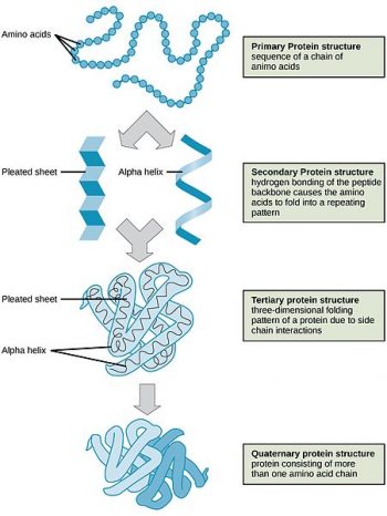 6.1 Defining Protein – Principles of Human Nutrition