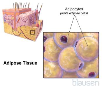 Illustration of adipocytes within adipose tissue