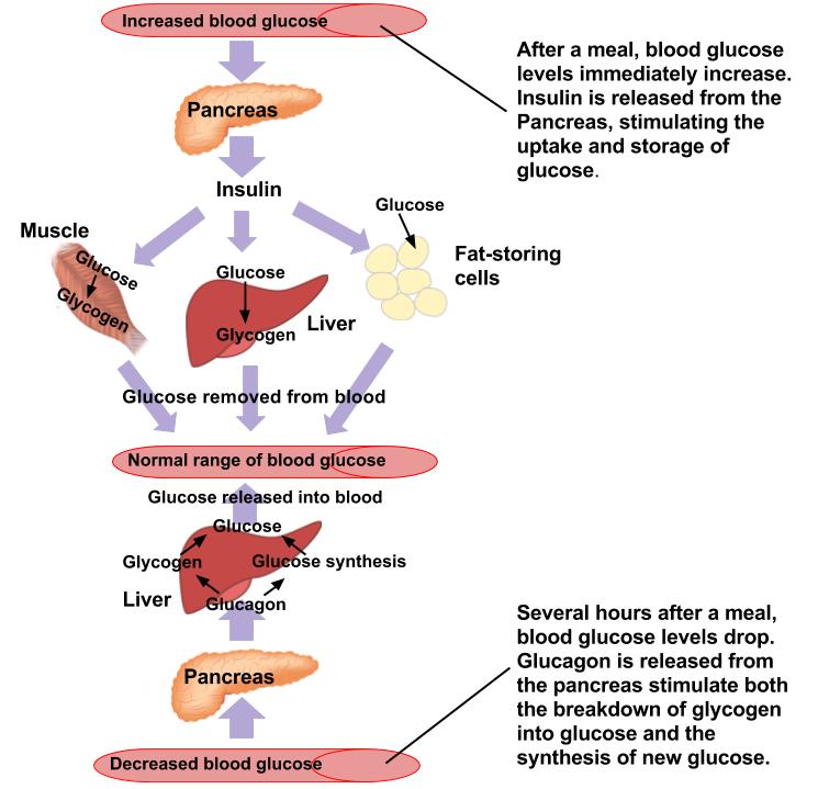 5.5 Carbohydrates and Blood Glucose Levels Principles of Human Nutrition