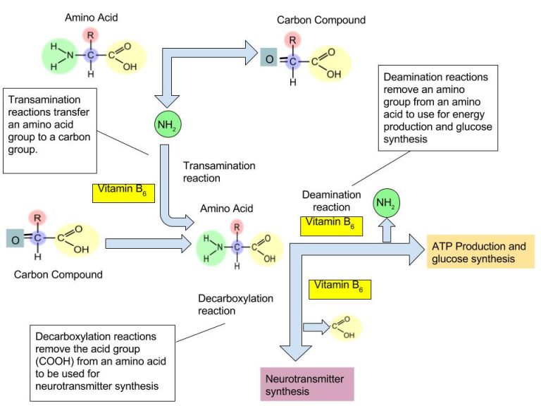 11.5 Vitamin B6 – Principles Of Human Nutrition