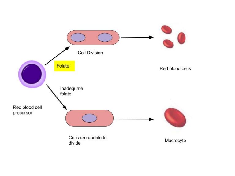 11.7 Folate (Vitamin B9) Principles of Human Nutrition